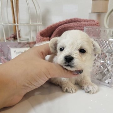 マルプー(マルチーズ×トイプードル)【和歌山県・男の子・2025年9月22日・クリーム】の写真「ほぼホワイトでふわふわ系💓」