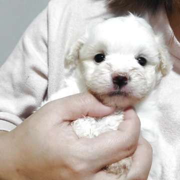 ポメマル(マルチーズ×ポメラニアン)【和歌山県・男の子・2025年10月2日・クリーム&ホワイト】の写真「情けないお顔の男の子💓ぶすかわ💓」