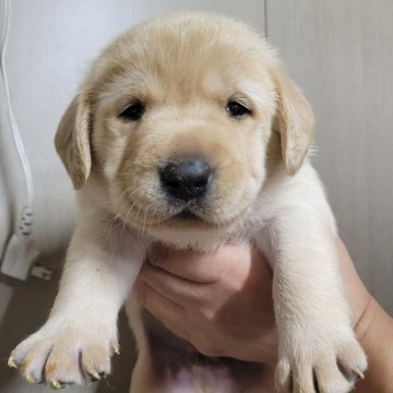 ラブラドールレトリバー【和歌山県・男の子・2025年10月1日・イエロー】の写真「がっちり💓かわいいたれ目💓」