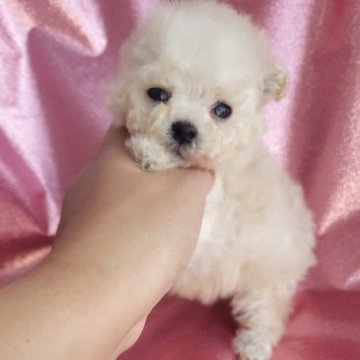 トイプードル(ティーカップ)【和歌山県・男の子・2025年6月28日・ホワイト】の写真「小さなかわいい男の子👟♂」
