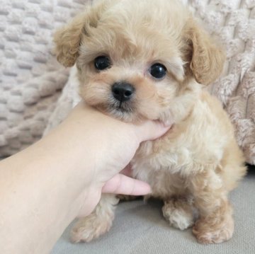 チワプー(トイプードル×チワワ)【和歌山県・男の子・2025年4月14日・アプリコット】の写真「小さいかわいい男の子♥️」