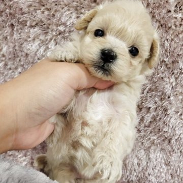 マルプー(マルチーズ×トイプードル)【和歌山県・女の子・2025年9月22日・クリーム】の写真「かわいいカラーの女の子🎀♀」