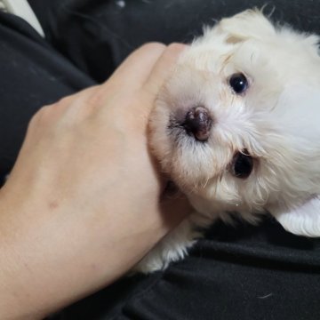 ポメマル(マルチーズ×ポメラニアン)【和歌山県・女の子・2025年10月2日・クリーム】の写真「ここからもっとかわいくなりますよ❗」