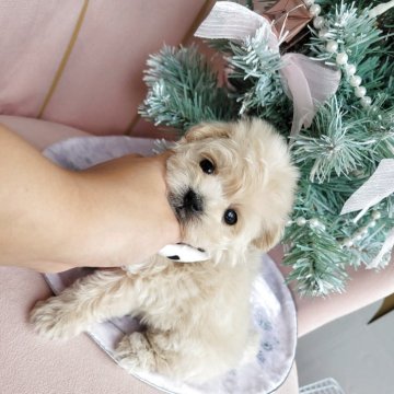 マルプー(マルチーズ×トイプードル)【和歌山県・女の子・2025年9月22日・クリーム】の写真「我が家の子犬はここからもっとかわいくなります🎵」