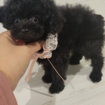 トイプードル(ティーカップ)【和歌山県・女の子・2024年12月18日・ブラック】の写真「最高のブラックbaby🐶」