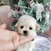 マルプー(マルチーズ×トイプードル)【和歌山県・男の子・2025年9月22日・クリーム】の写真1「白い💓ふわふわ💓402g」