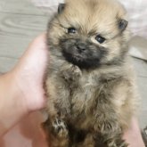 ポメラニアン