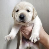 ラブラドールレトリバー