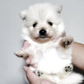 ポメチワ(チワワ×ポメラニアン)