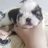 シーズー