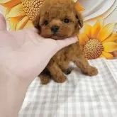 ティーカッププードル