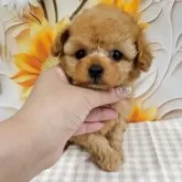 ティーカッププードル