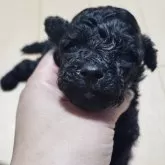 ティーカッププードル