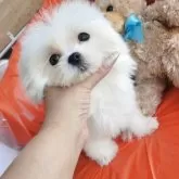 マルチーズ