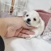 マルプー(マルチーズ×トイプードル)【和歌山県・男の子・2025年9月22日・クリーム】の写真2「色素ばっちり😃✌️」