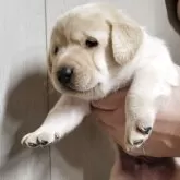 ラブラドールレトリバー【和歌山県・男の子・2025年10月1日・イエロー】の写真3「あんぱんまんですか？💓」