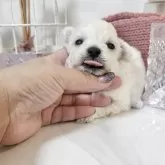 マルプー(マルチーズ×トイプードル)【和歌山県・男の子・2025年9月22日・クリーム】の写真3「成長がたのしみなこ💓」