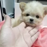 チワマル(マルチーズ×チワワ)【和歌山県・女の子・2025年7月7日・クリーム】の写真3「小粒サイズ💓」