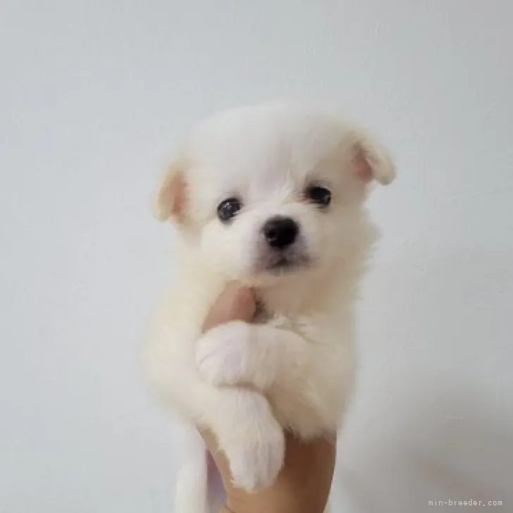 ID：2308-06391の子犬