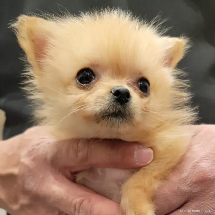 ID：2402-06445の子犬