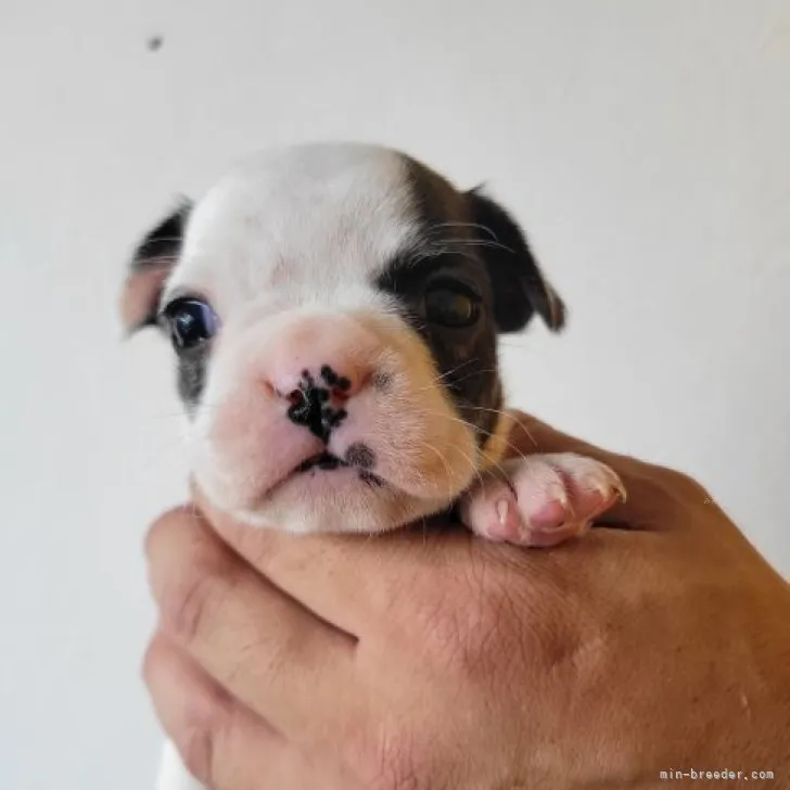 ID:2308-06604の子犬