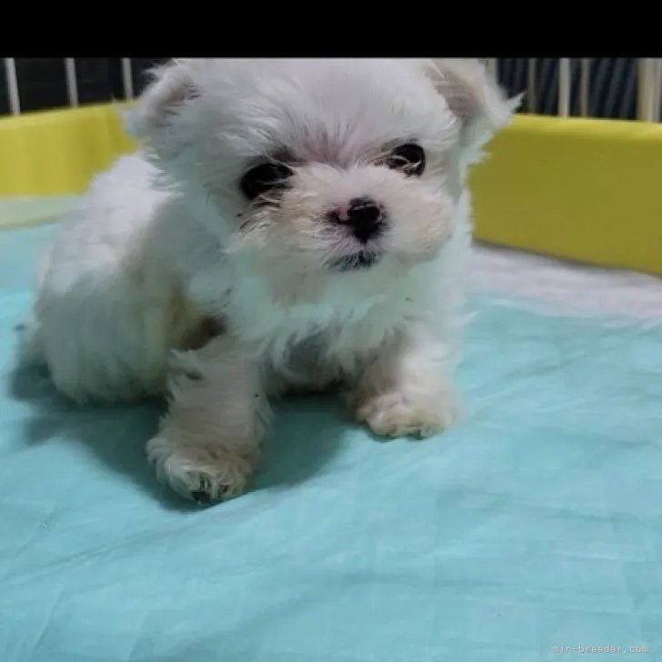 ID:2311-04167の子犬