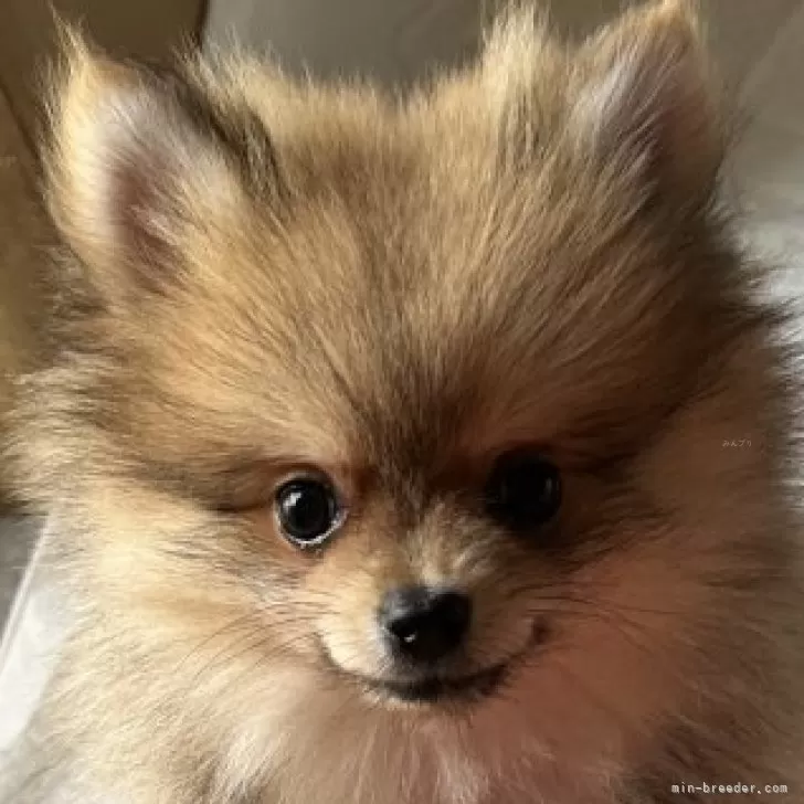 えみさん 様のお迎えした子犬