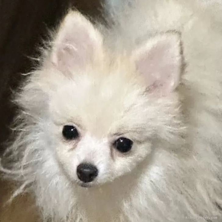 ID:2406-04166の子犬