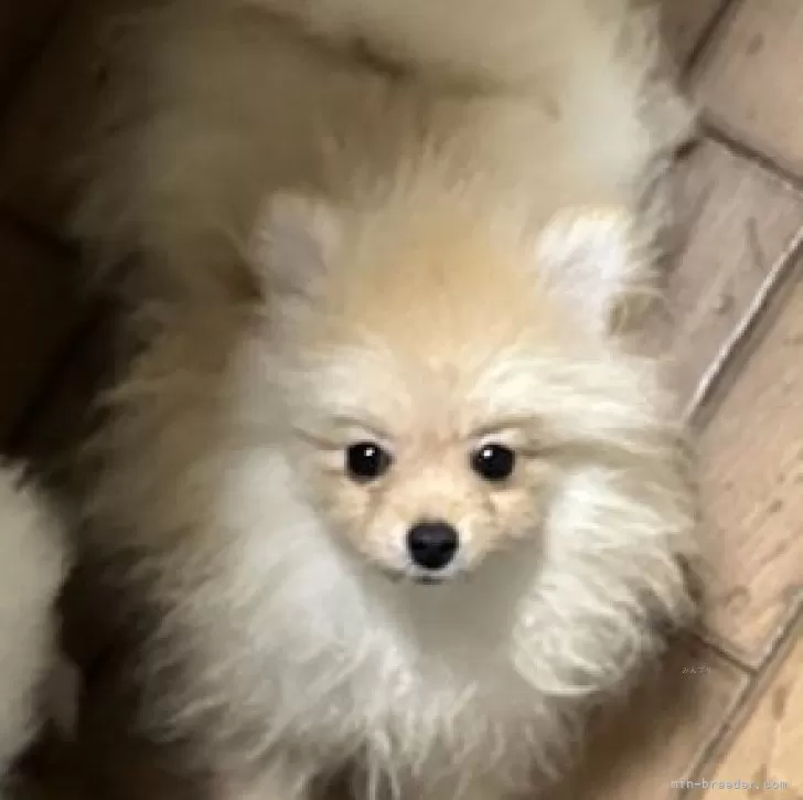 ID:2406-04163の子犬