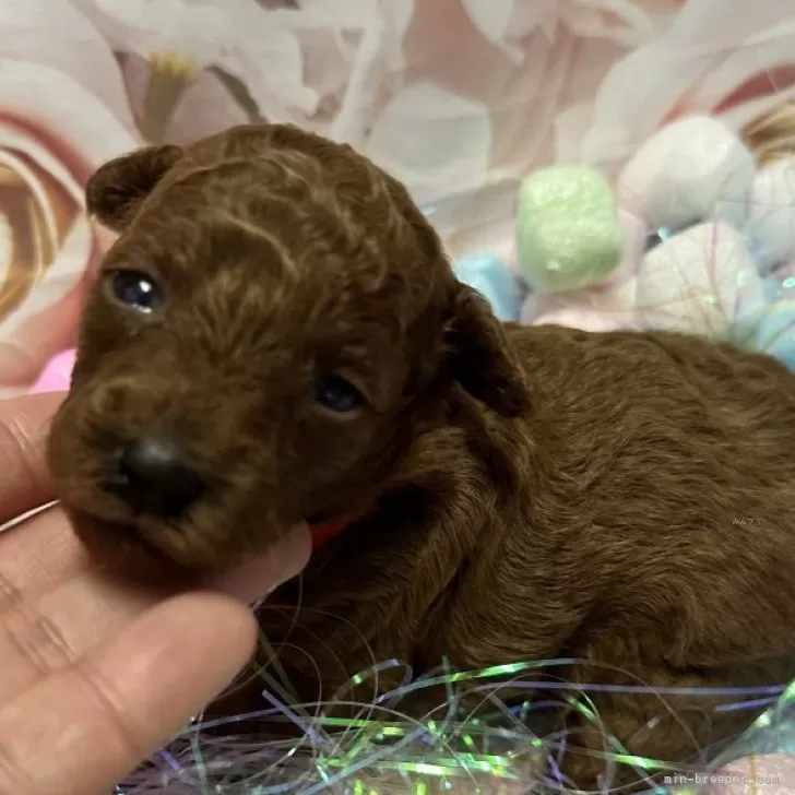 ID:2406-04174の子犬