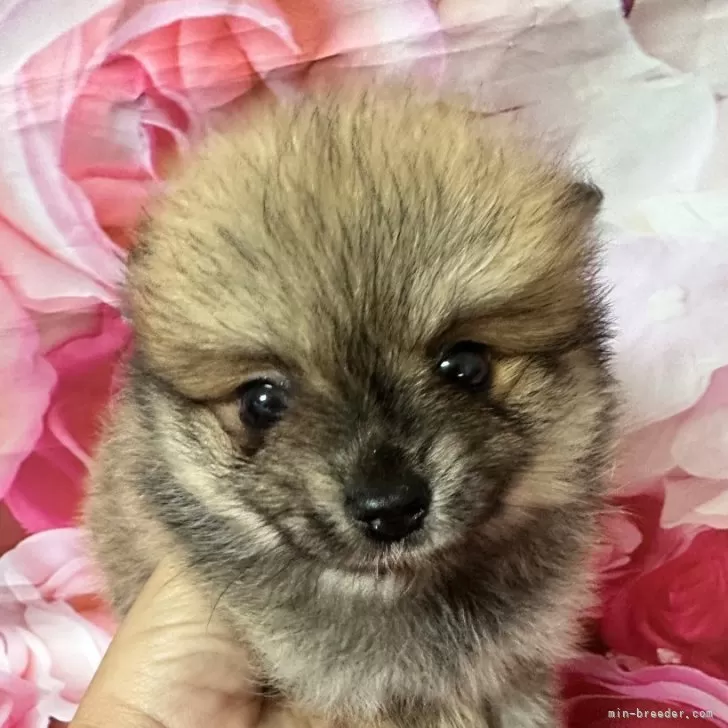 ID：2406-04170の子犬