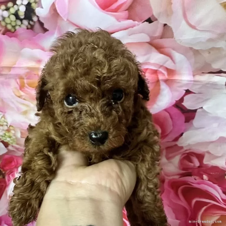 ID:2406-04177の子犬