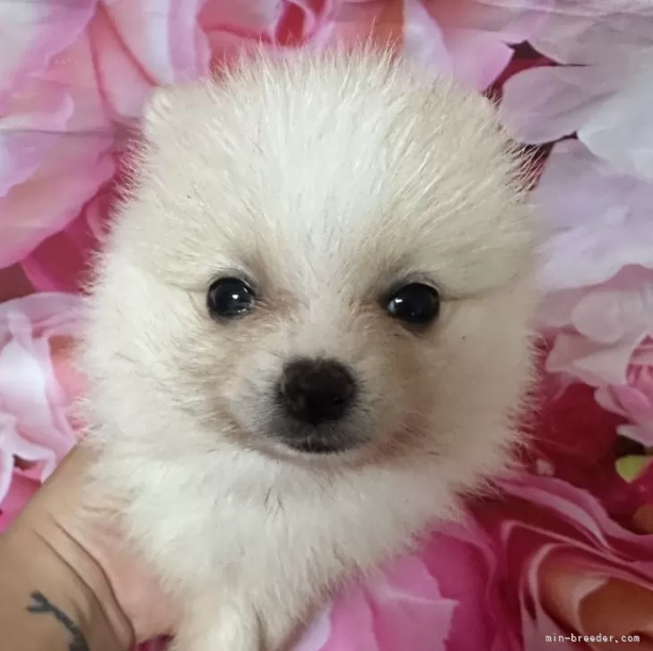 ID:2406-04181の子犬