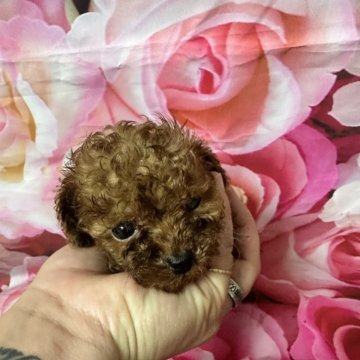 トイプードル(ティーカップ)【千葉県・男の子・2024年5月27日・レッド】の写真「お盆前のお迎え限定価格🥰」