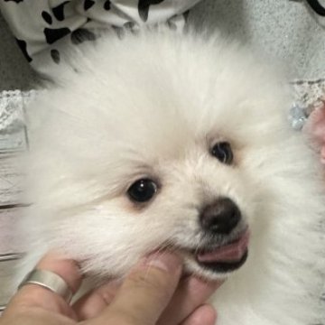 ポメラニアン【千葉県・男の子・2023年3月14日・ホワイト】の写真「今月末までの特別価格(oˆ罒ˆo)」