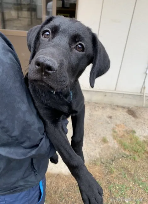 Y.I 様のお迎えした子犬
