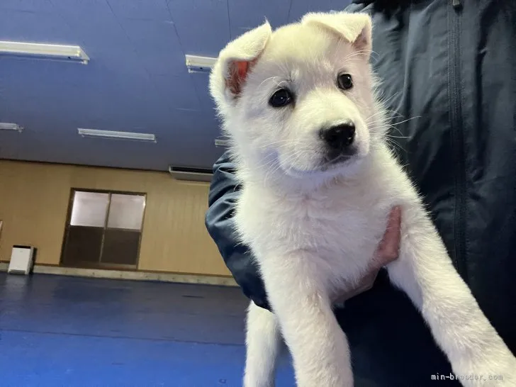 ID：2112-02304の子犬