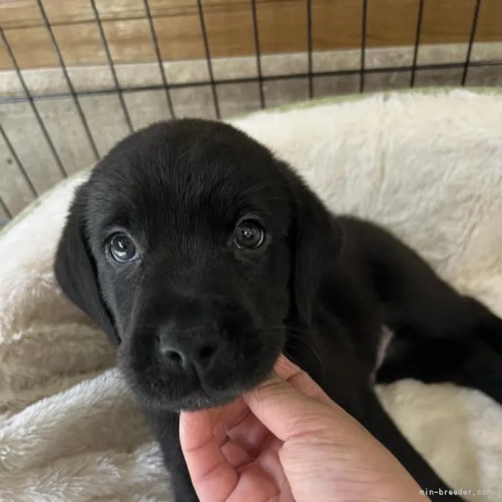 ID：2207-01612の子犬