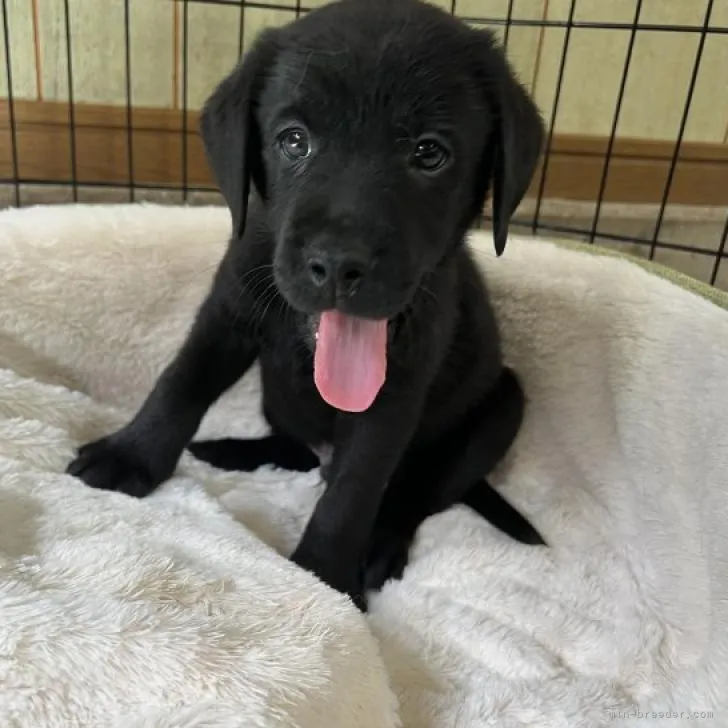 ID:2207-01614の子犬