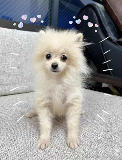 ポメラニアン【東京都・女の子・2025年8月9日・クリーム】♡極小サイズ