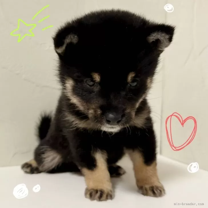ID：2508-07859の子犬