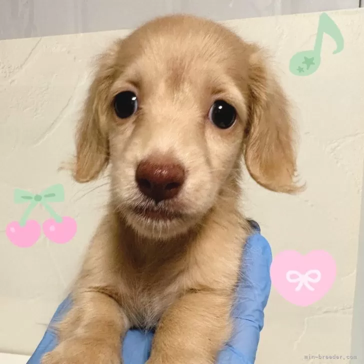 ID：2509-02650の子犬