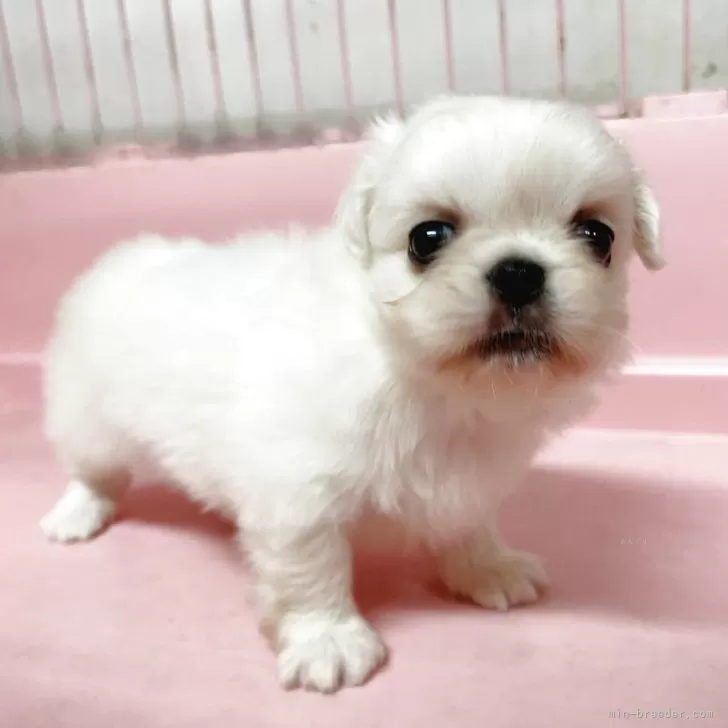 ID：2507-03840の子犬