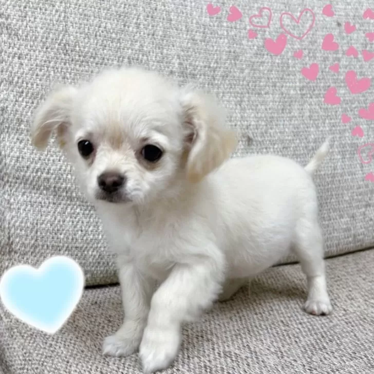 チワワ(ロング)【東京都・男の子・2025年8月17日・クリーム&amp;ホワイト】の写真1