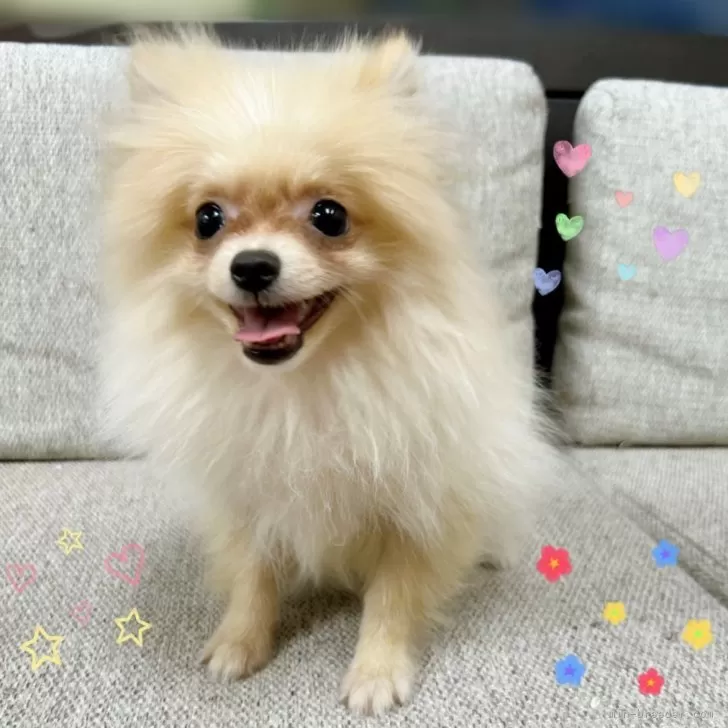 ポメラニアン【東京都・男の子・2025年6月27日・クリーム】の写真1