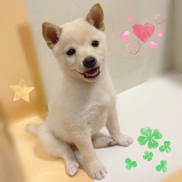 柴犬(豆柴)【東京都・男の子・2025年8月23日・白】の写真「♡豆柴犬　白の男の子♡」