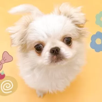 専用）チワペキのワイヤーアート ミックス犬 チワワとペキニーズ