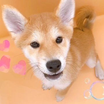 柴犬(豆柴)【東京都・男の子・2024年7月5日・赤】の写真「♡赤豆柴の男の子♡」