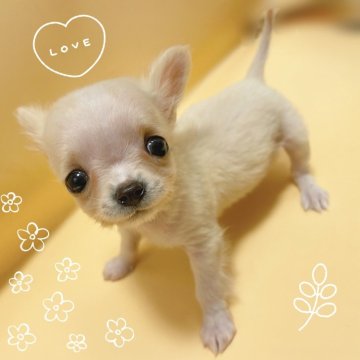 チワワ(ロング)【東京都・女の子・2025年10月10日・ホワイト&クリーム】の写真「♡チワワ　ホワイト＆クリームの女の子♡」