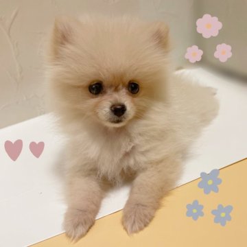 ポメラニアン【東京都・女の子・2025年8月9日・クリーム】の写真「♡極小サイズのポメラニアン クリームの女の子♡」